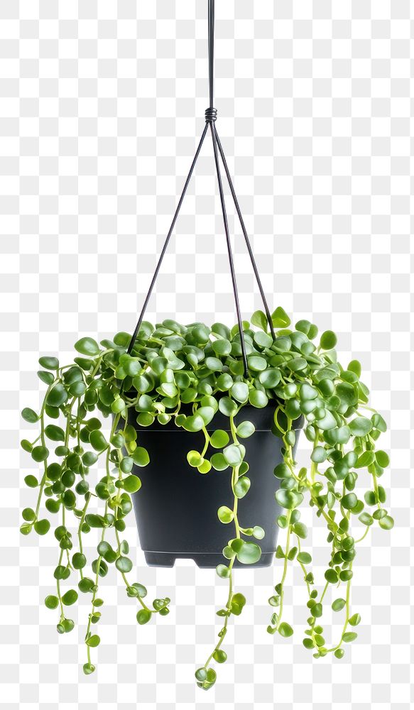 PNG String-of-pearls plant hanging vines.