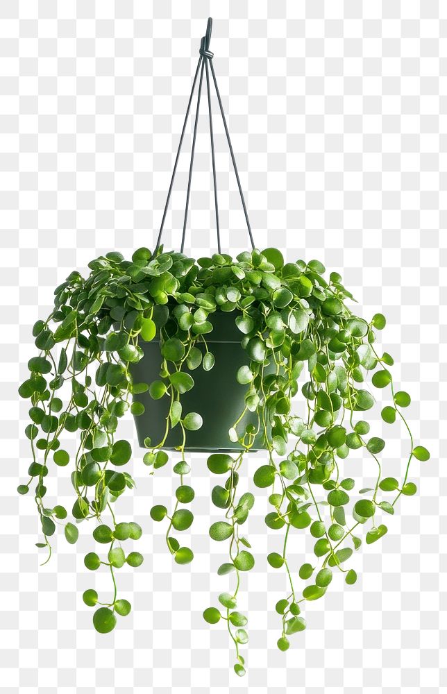 PNG String-of-pearls plant hanging chandelier.