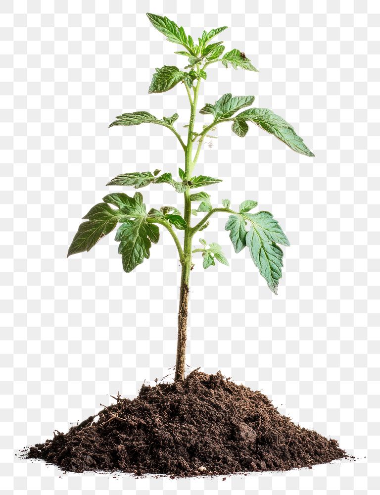 PNG Tomato plant with tomatoes growing in dirt concept leaves soil.