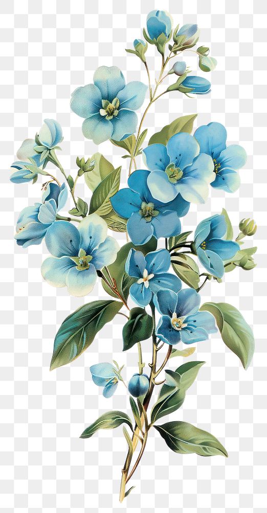 PNG Vintage illustration of blue flowers art botanical vintage.