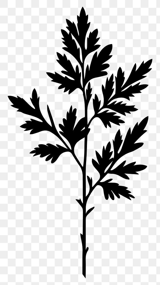 PNG Silhouette parsley herb illustration, transparent background