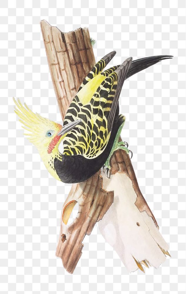 PNG Blond-crested woodpecker, vintage Brazilian bird illustration on transparent background. Remixed by rawpixel.