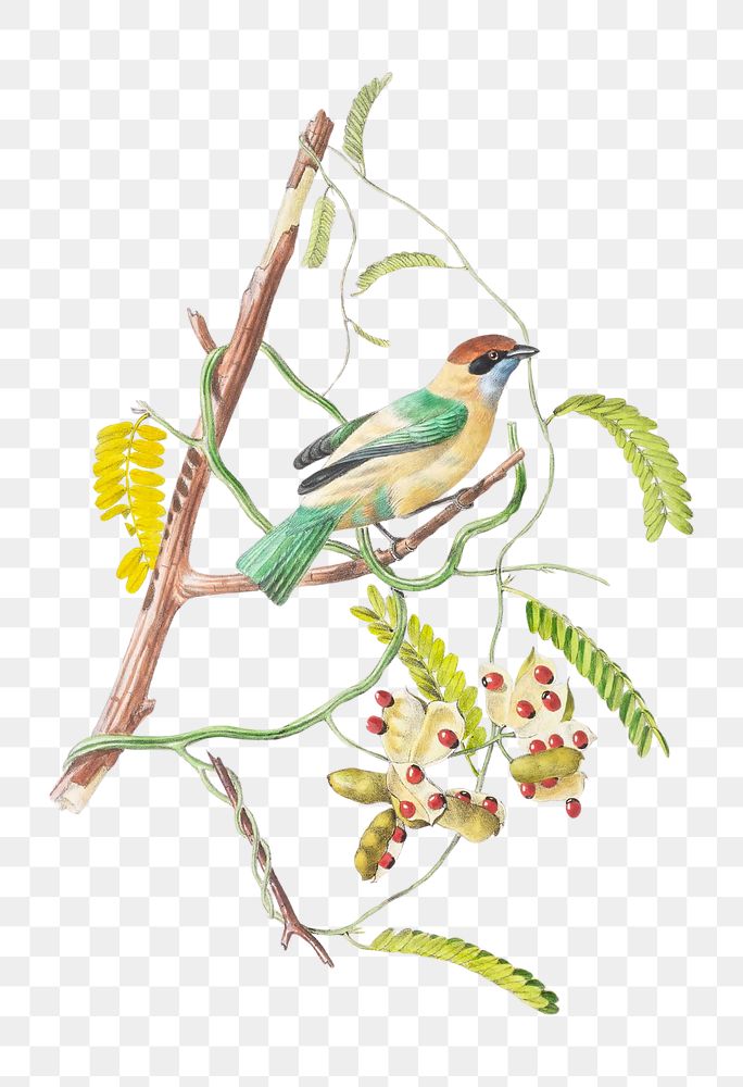 PNG Scrub tanager, vintage Brazilian bird illustration on transparent background. Remixed by rawpixel.