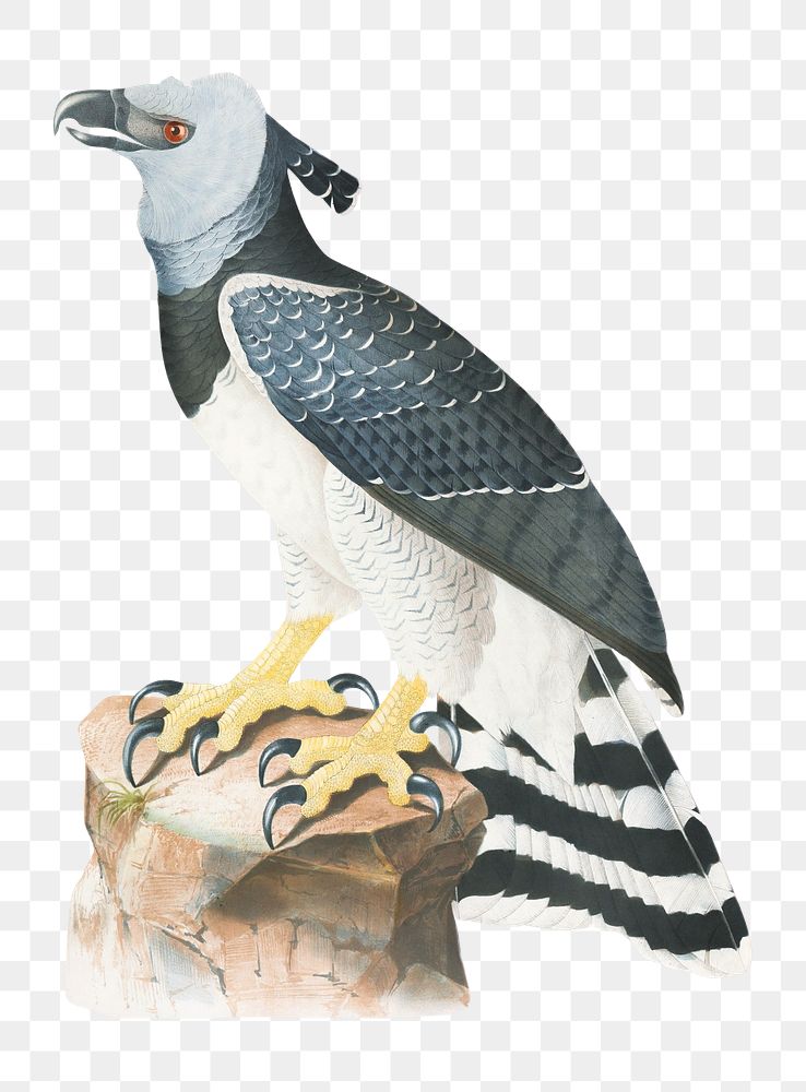 Harpy eagle png, vintage illustration on transparent background. Remixed by rawpixel.