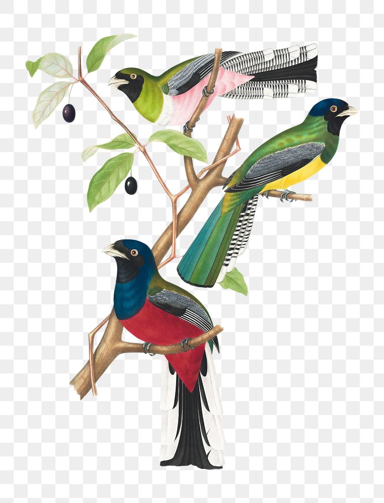 Brazilian birds png, vintage illustration on transparent background. Remixed by rawpixel.