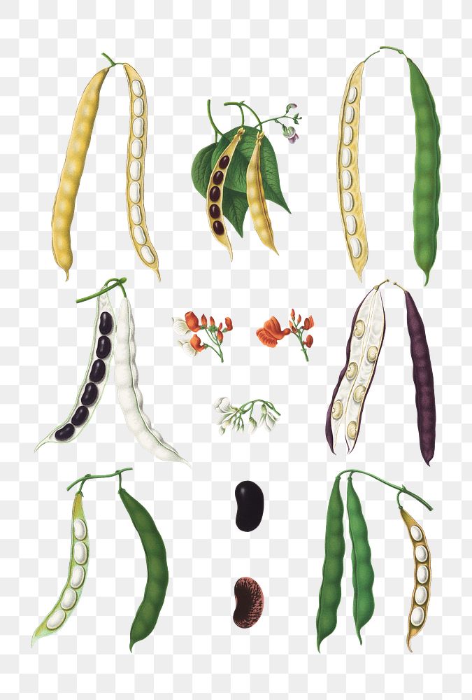 PNG Beans – Runner, Tall Kidney, or Pole, vintage vegetable illustration set, transparent background. Remixed by rawpixel.