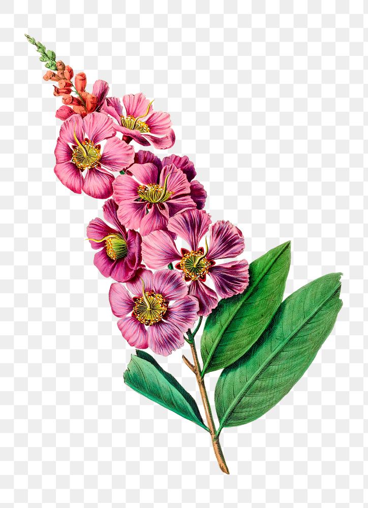 Lagerstroemia png, vintage botanical illustration on transparent background. Remixed by rawpixel.