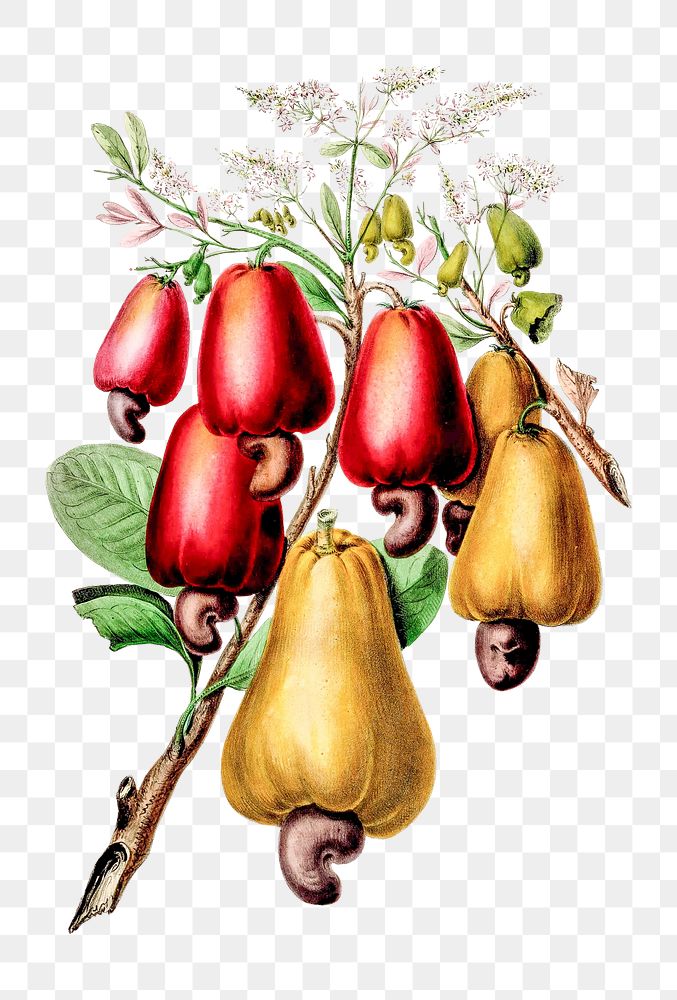 Cashew tree png, vintage botanical illustration on transparent background. Remixed by rawpixel.