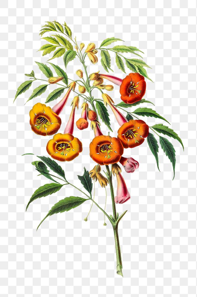 Trumpet Vine png, vintage botanical illustration on transparent background. Remixed by rawpixel.