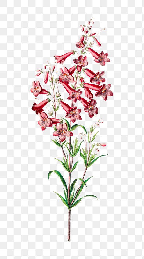 Penstemon parryi png, vintage botanical illustration on transparent background. Remixed by rawpixel.