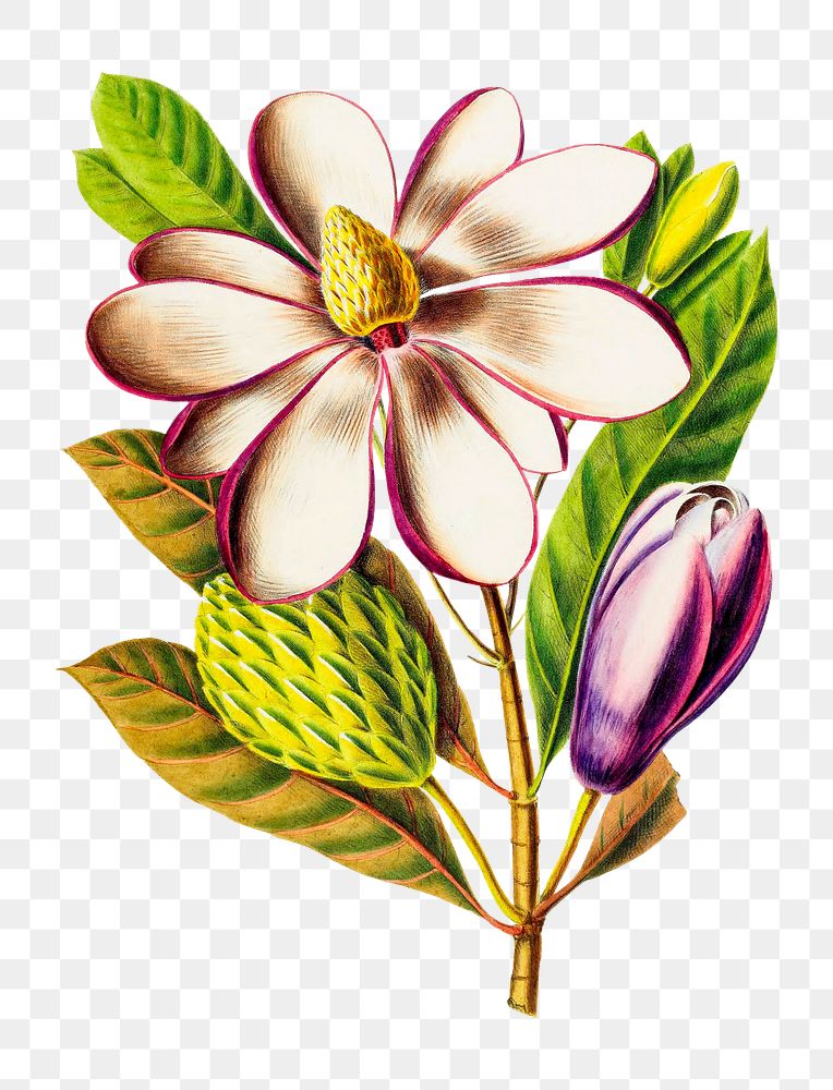 Southern Magnolia Flower png, vintage botanical illustration on transparent background. Remixed by rawpixel.