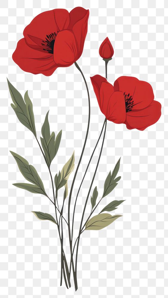 PNG Flowers bouquet illustration plant poppy.