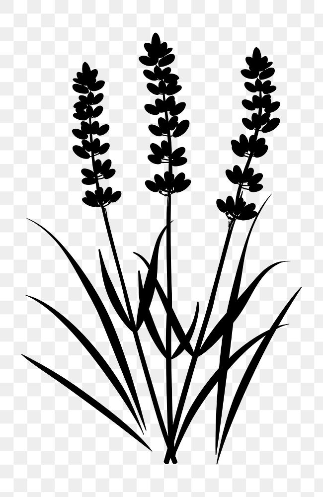 PNG Lavender silhouette illustration plant.