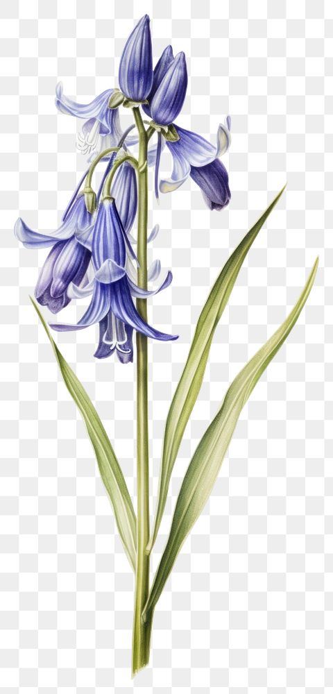 PNG Flower illustration botanical bluebell.