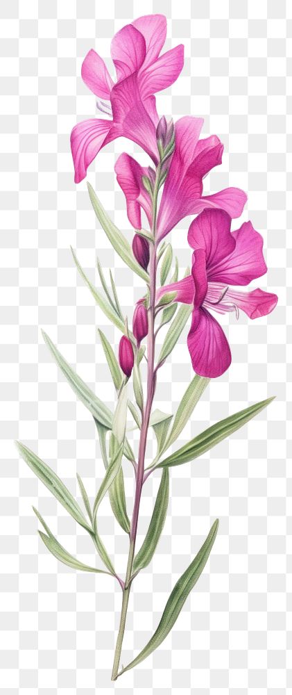 PNG Illustration botanical drawing flower.