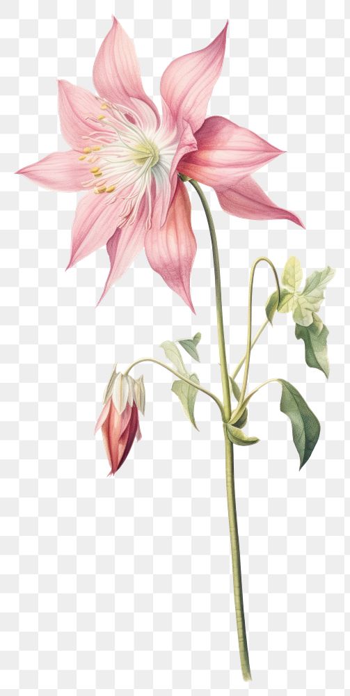 PNG Flower illustration aquilegia botanical.