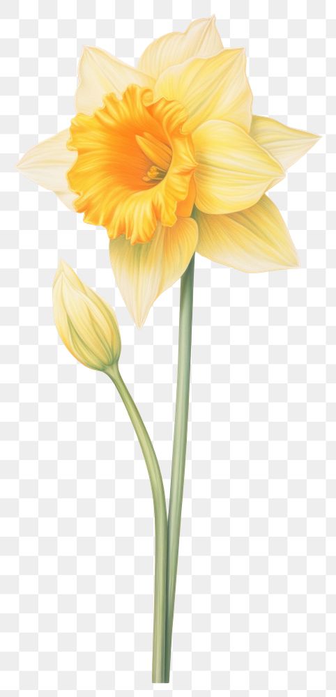 PNG Daffodil illustration botanical drawing.