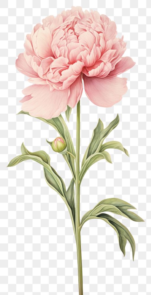 PNG Flower peony illustration botanical.