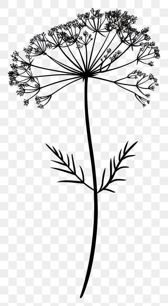 PNG Wild dill flower illustration minimalist drawing.