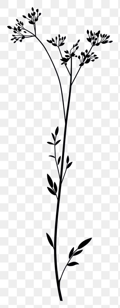 PNG Wild flower Meadow-rue illustration minimalist drawing.