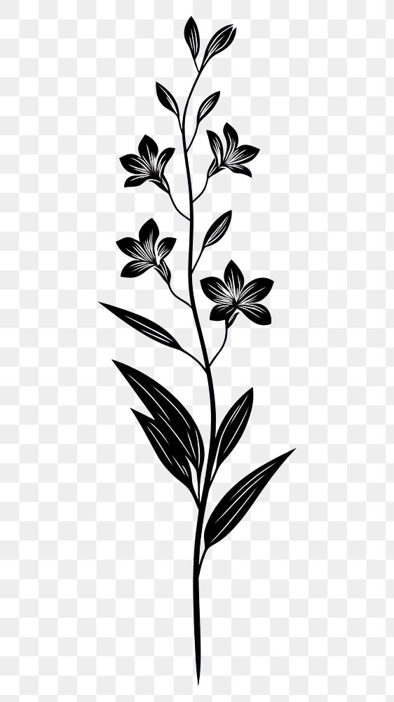 PNG Wild flower Tuberose illustration design plant.