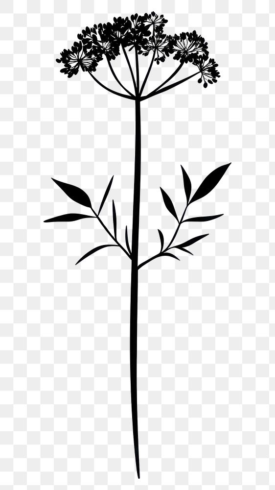 PNG Wild flower Cow Parsnip illustration minimalist design.