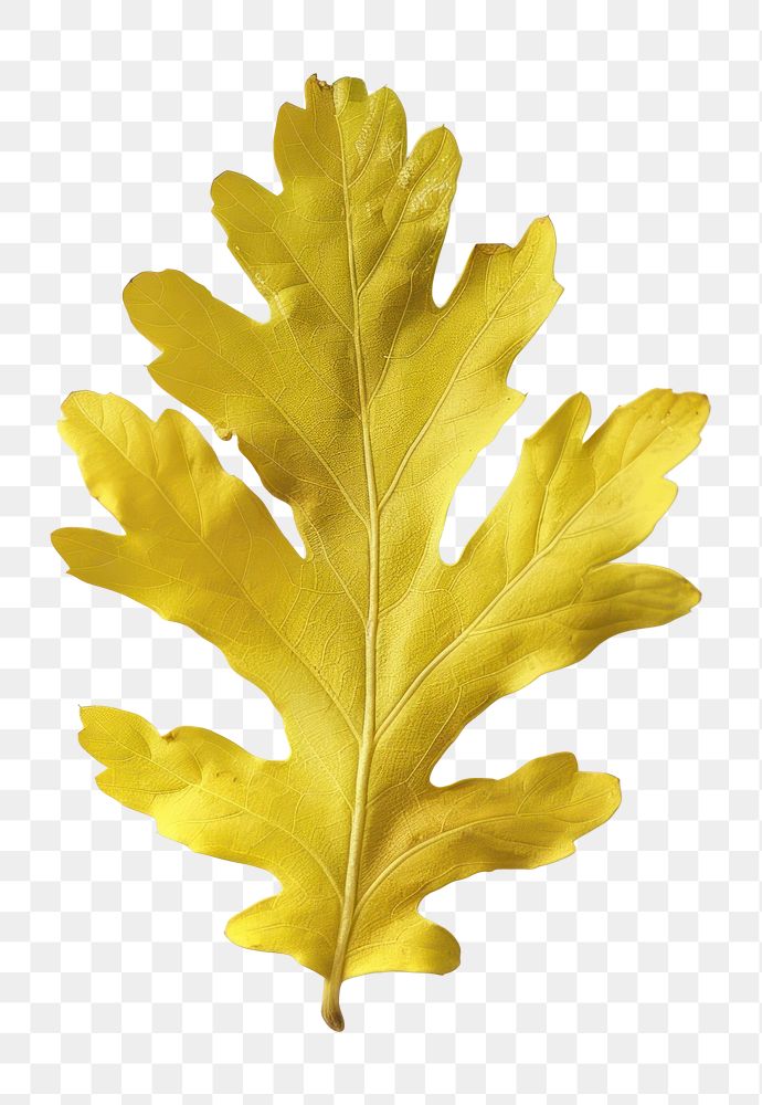 PNG Yellow oak leaf botanical specimen produce.