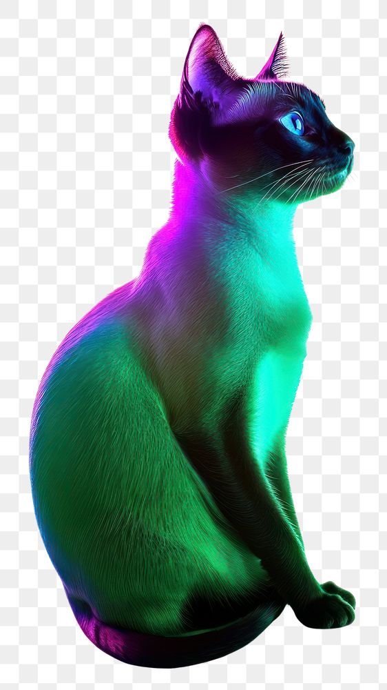 PNG Siamese Cat Neon rim light cat siamese neon.