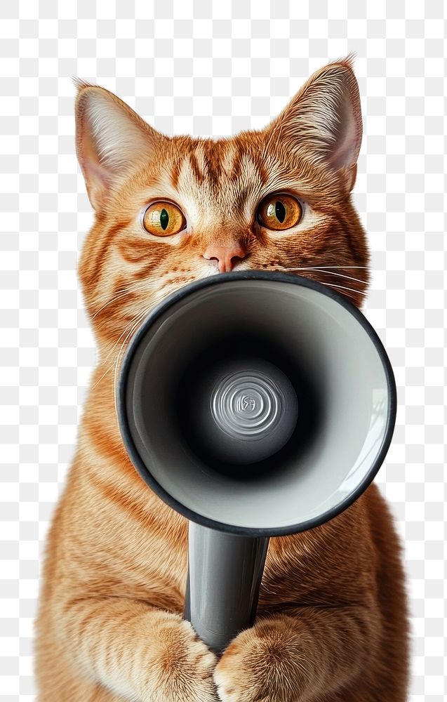 PNG A cat holding a megaphone photo photography animal.