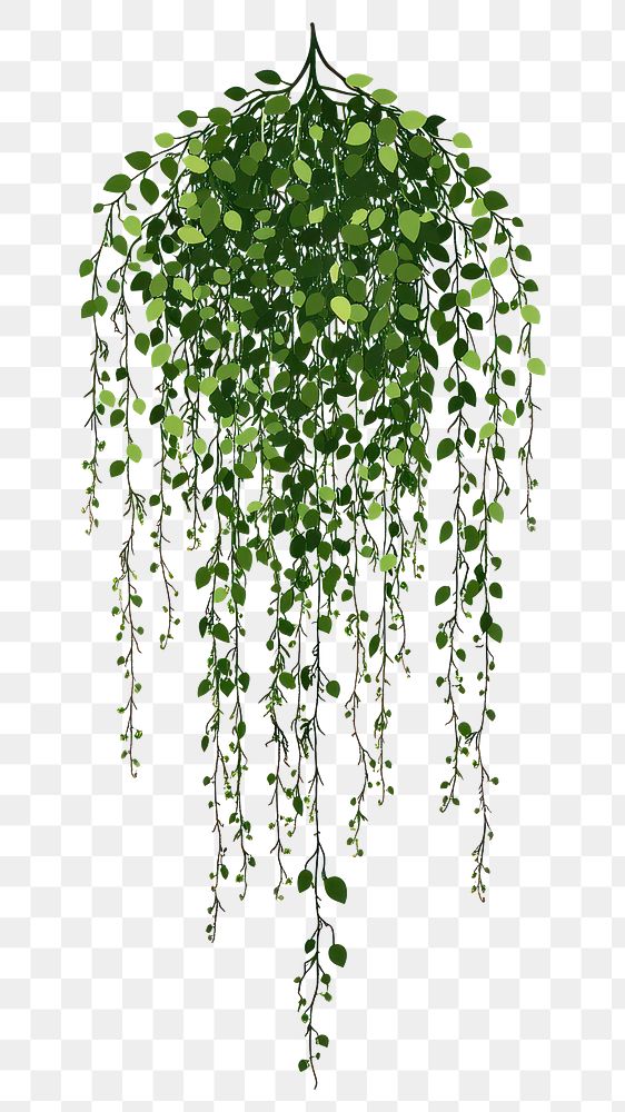 PNG Long hanging jungle vines illustration leaves plant.