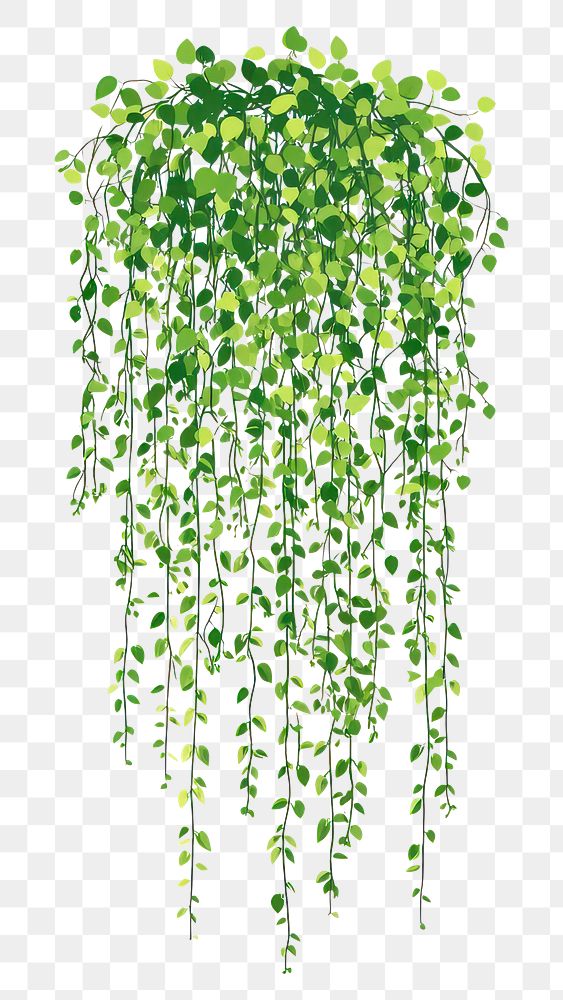 PNG Long hanging jungle vines illustration leaves plant.