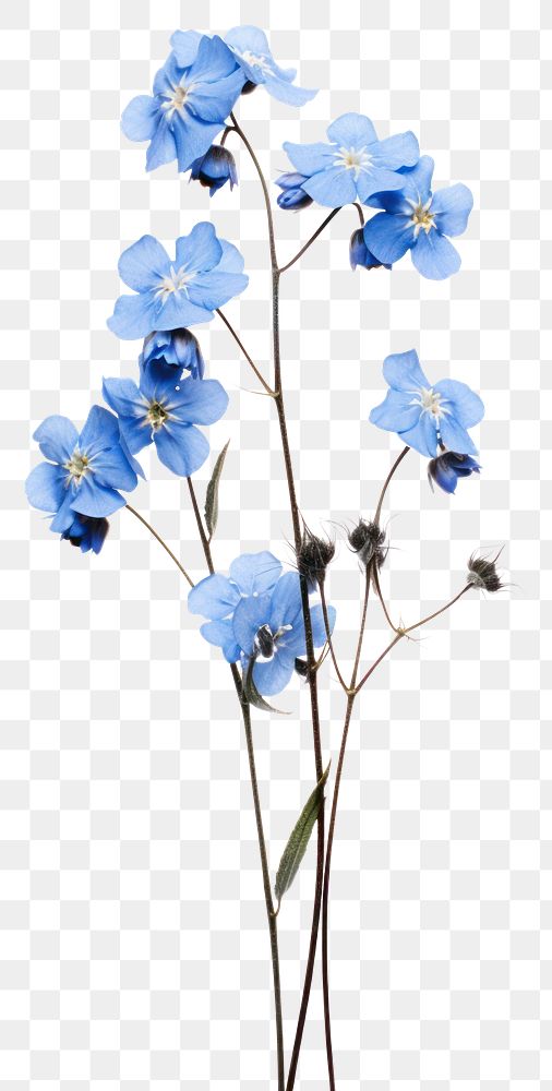 PNG Forget-Me-Nots flowers illustration arrangement.