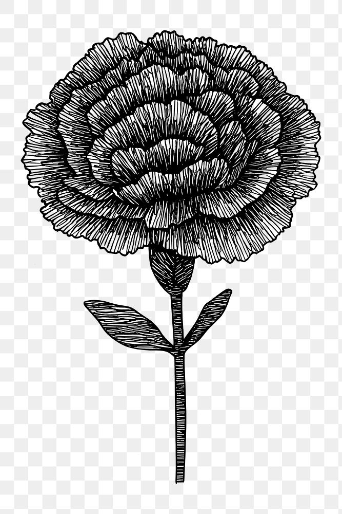 PNG Carnation flower illustration drawing sketch.