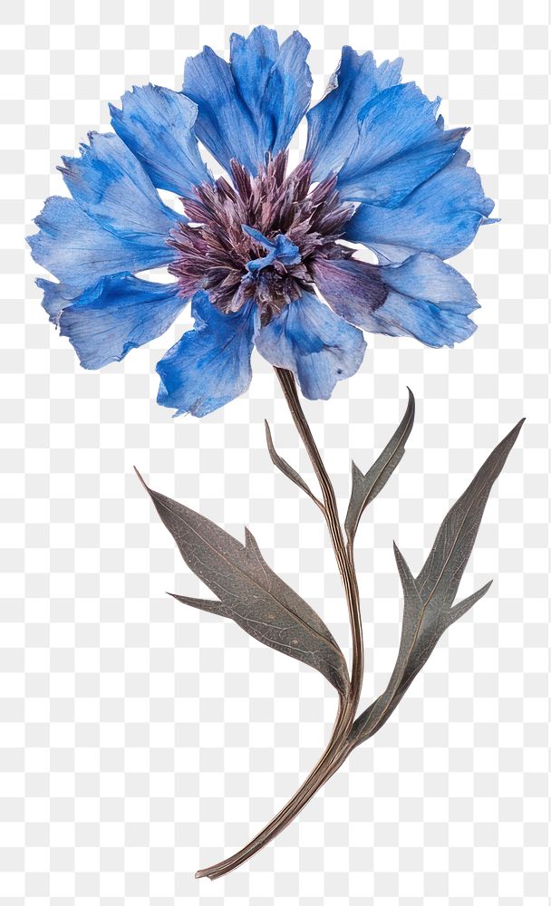 PNG Cornflower petal illustration asteraceae.