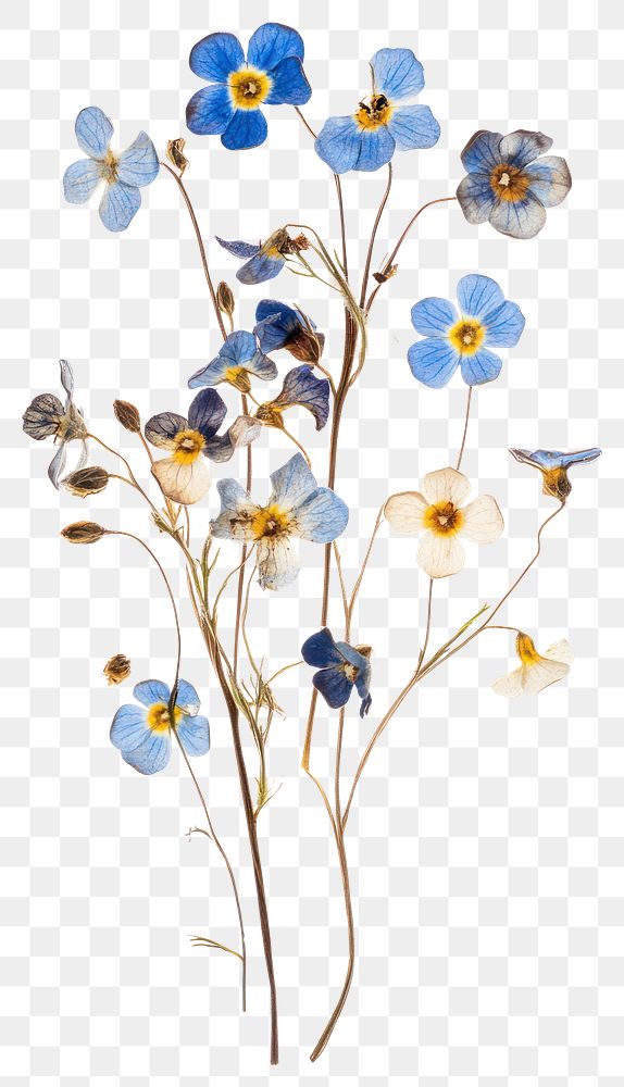 PNG Forget Me Nots flowers pressed art.