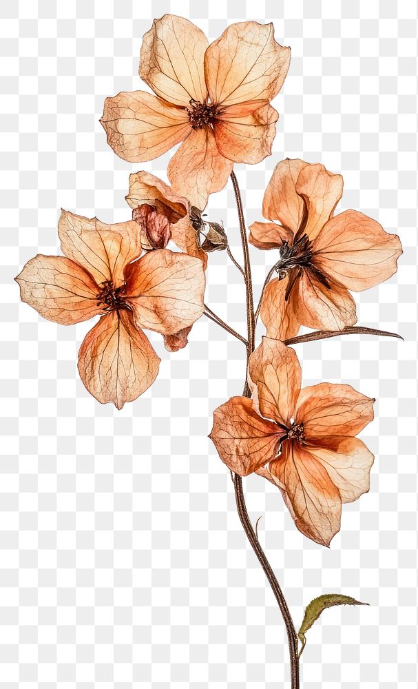 PNG Larkspur flower petals art.