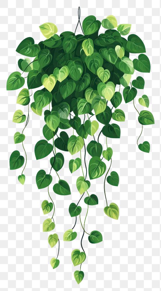 PNG Green Climbing shrub plant illustration leaf art.