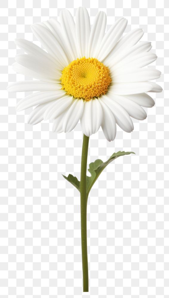 PNG Beautiful daisy flower background white white background.