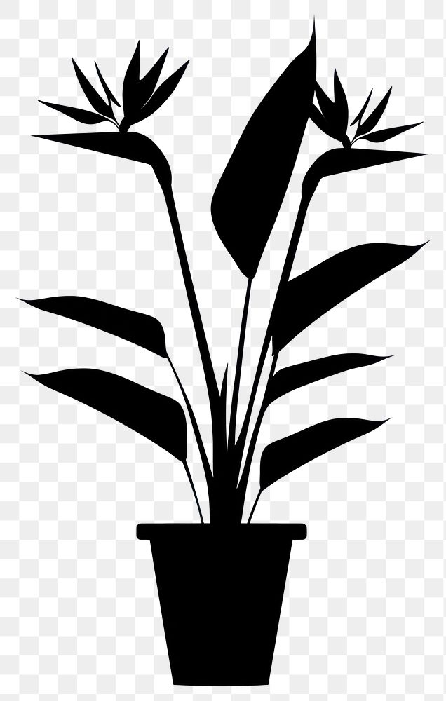 PNG Potted plant with bird of paradise silhouette potted black.