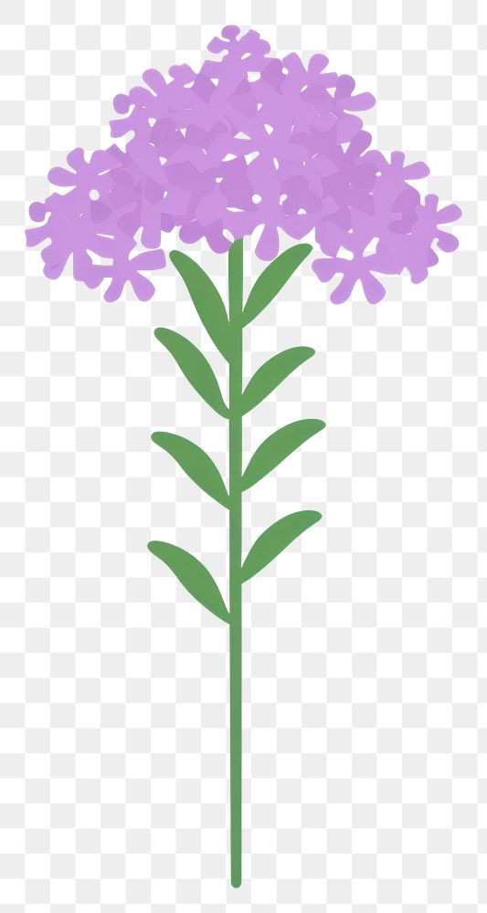 PNG Verbena flower illustration simple art.