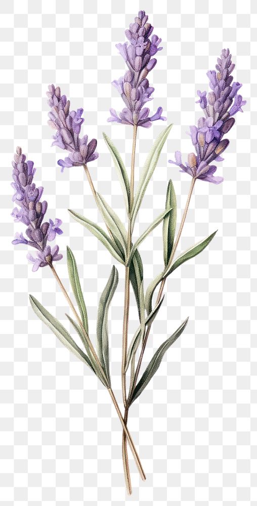 PNG Lavender branch lavender illustration botanical.