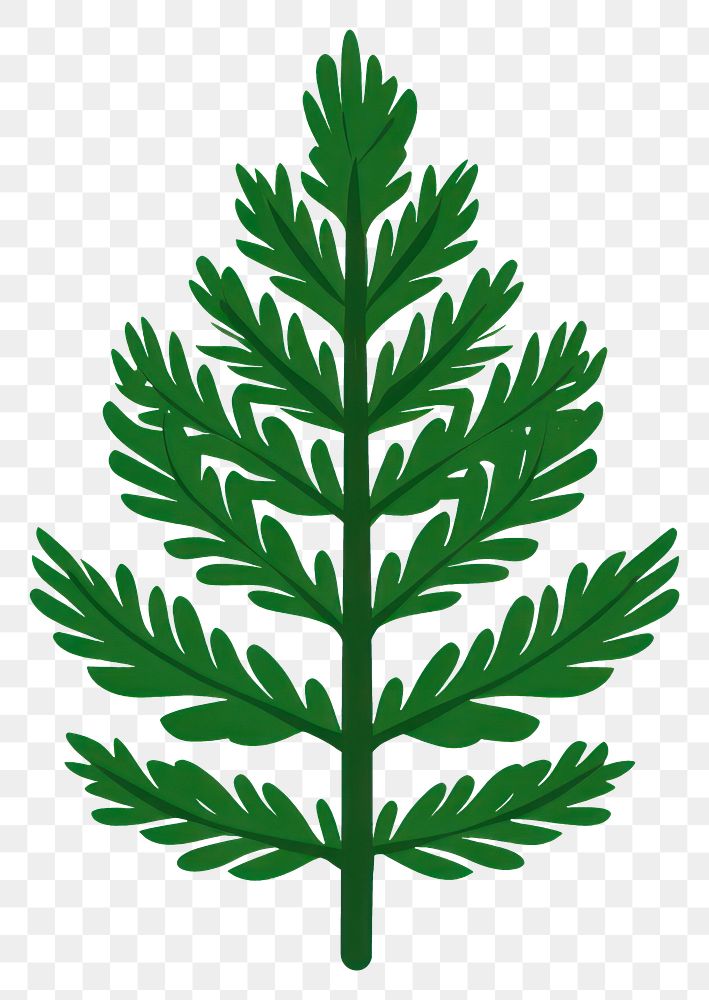 PNG Green pine leaf illustration plant botanical.