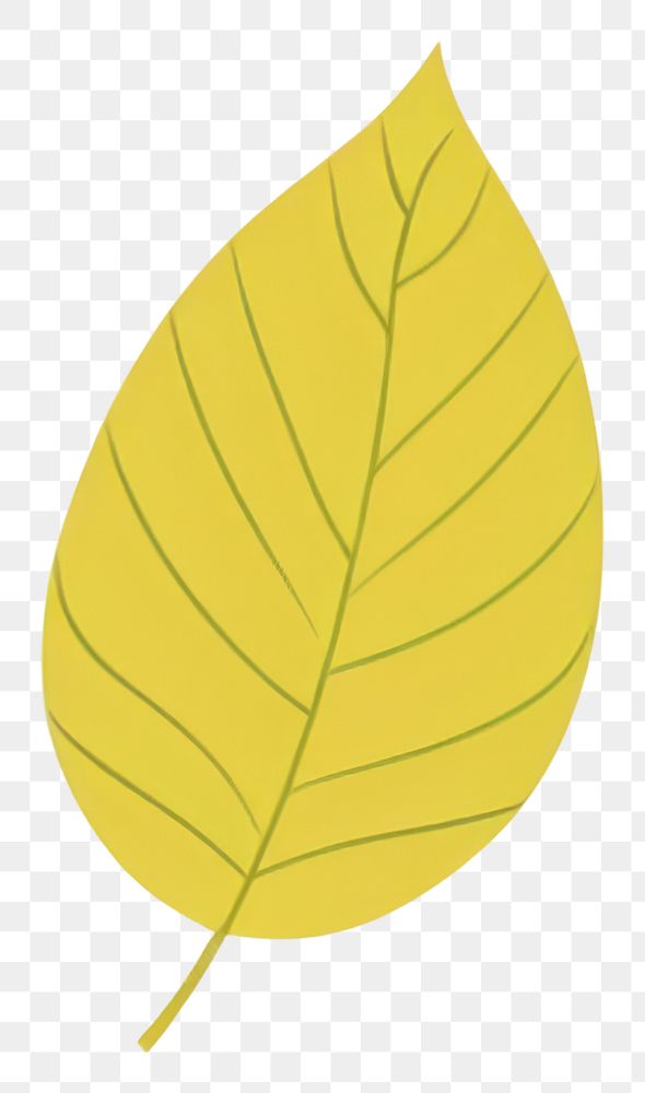 PNG Autumn leaves leaf illustration simple.