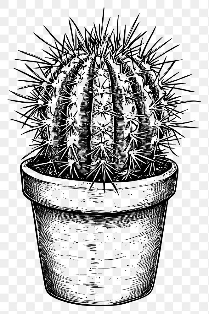 PNG Potted cactus plant black white.