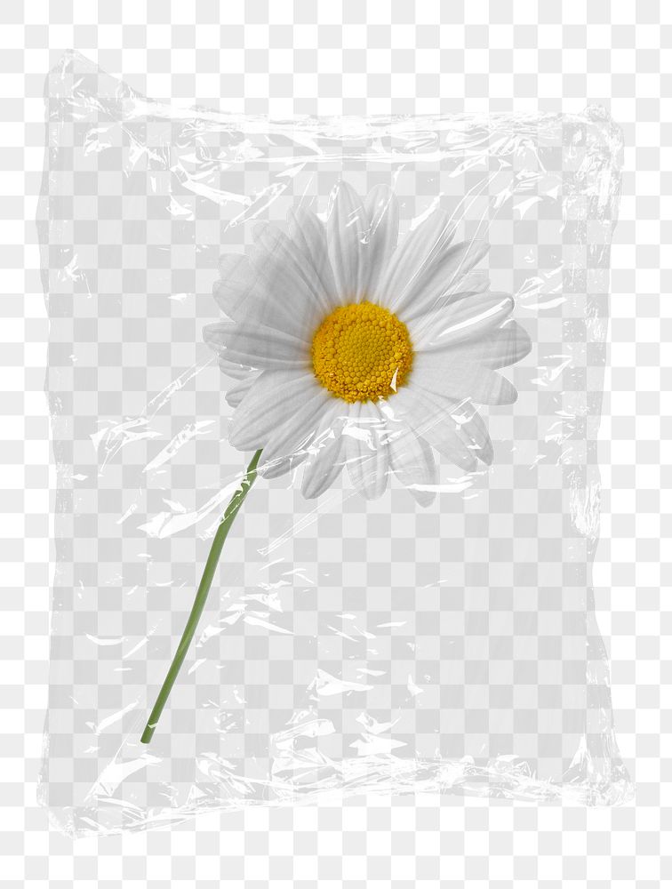 Daisy flower png plastic packaging sticker, transparent background