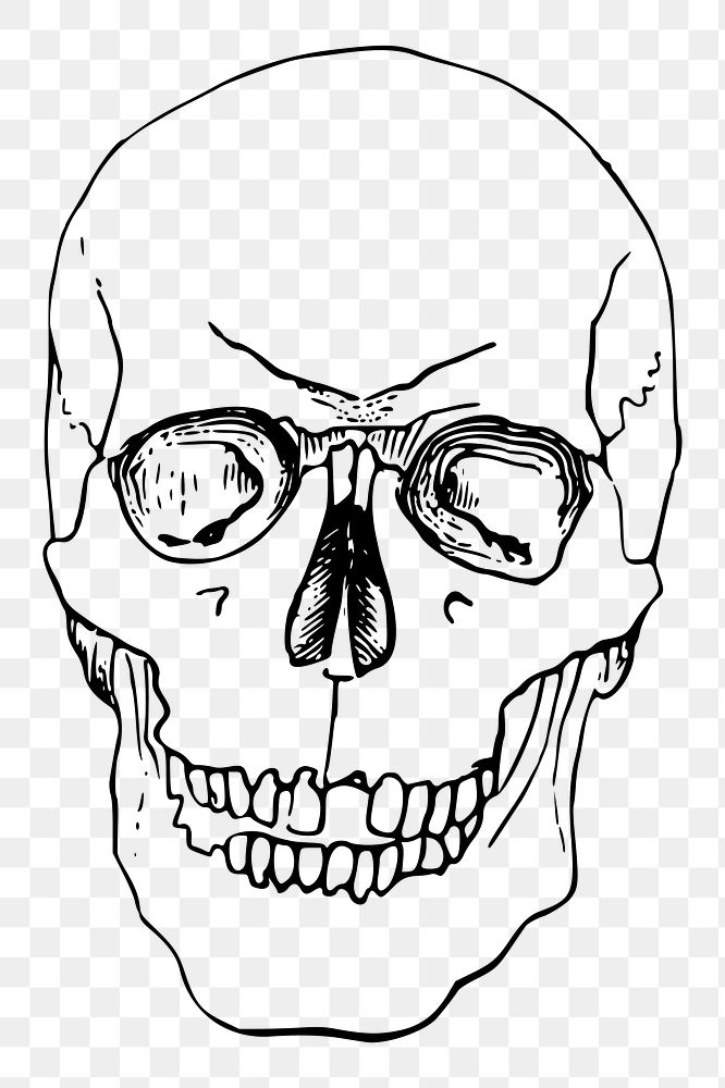 Human skull png sticker object illustration, transparent background. Free public domain CC0 image.