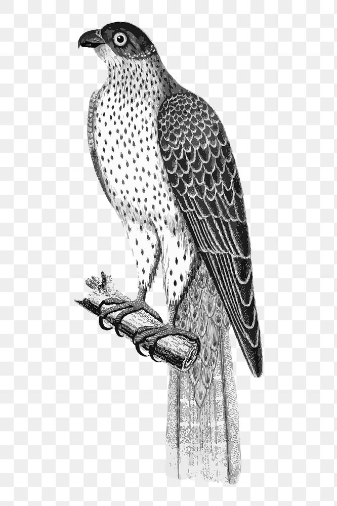 Falcon bird png sticker xx illustration, transparent background. Free public domain CC0 image.