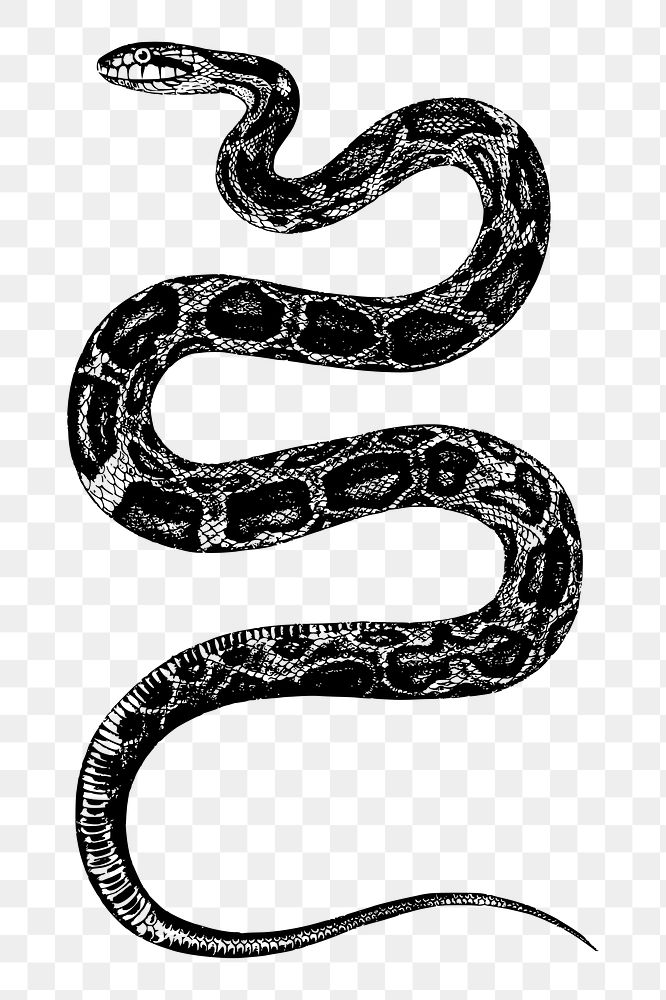 Rat snake png sticker animal illustration, transparent background. Free public domain CC0 image.