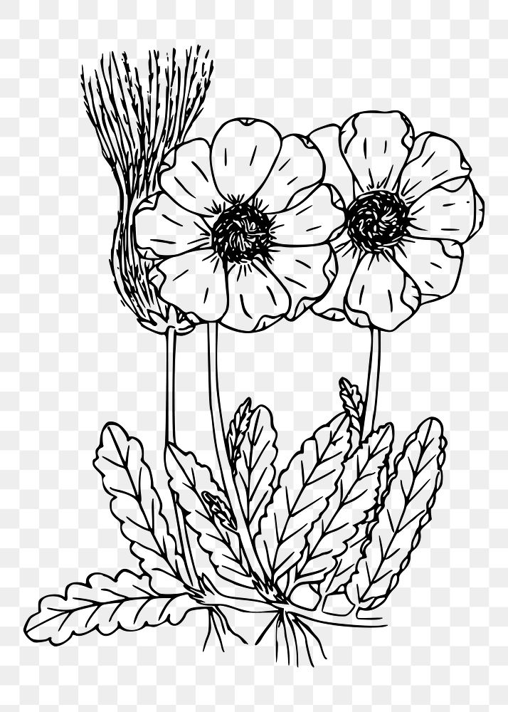 Wildflower png sticker floral illustration, transparent background. Free public domain CC0 image.