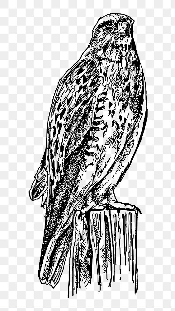 Standing hawk png sticker illustration, transparent background. Free public domain CC0 image